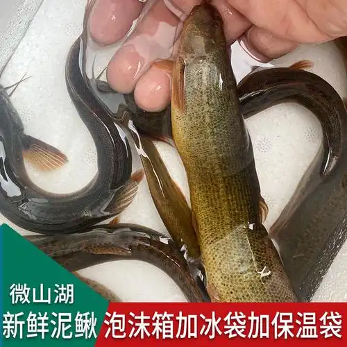 微山湖生态泥鳅鱼鲜活新鲜青鳅黄鳅大板鳅活鱼现杀-阿里巴巴