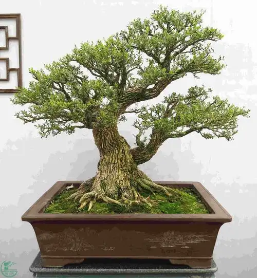 皱皮黄杨生长问题? - 盆景自由讲 - 岭南盆景网 - powered by discuz!