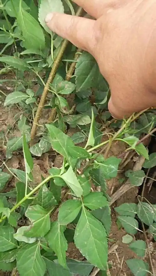 吕梁两年连翘苗价格图片