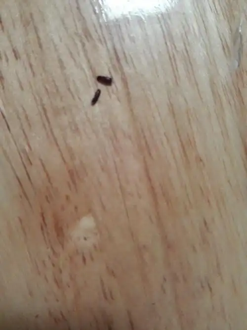 衣柜木板有黑色小虫并蛀有粉末