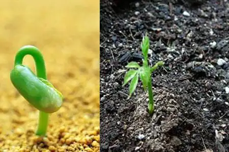 【图】紫藤的种子皮厚难发芽 播种前这样处理很快出苗