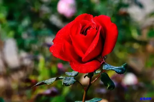 开在秋季的月季花