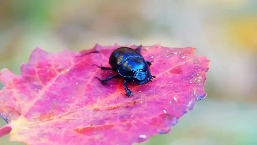 屎壳郎图片高清原图下载,屎壳郎图片,高清图片,壁纸,动物-桌面城市