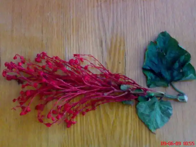 中草药"一线红"