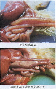 番鸭细小病毒病