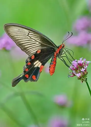多姿多彩的红珠凤蝶