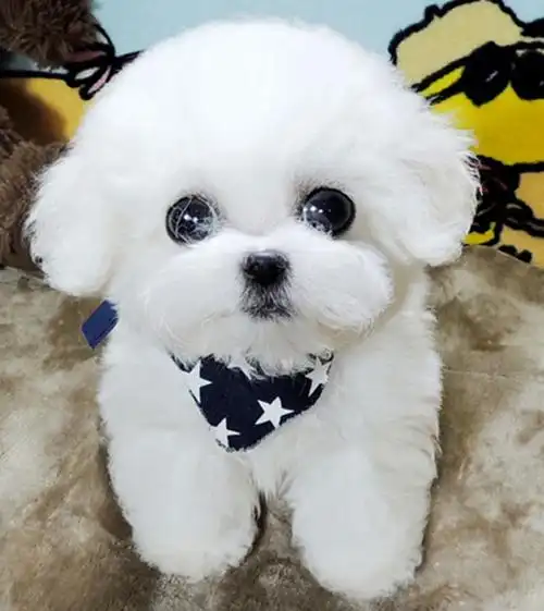 法国纯种比熊幼犬活体狗迷你小体比熊犬茶杯犬小型宠物