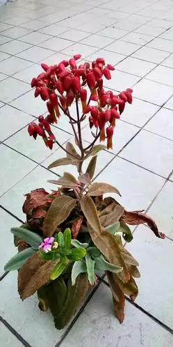 大叶落地生根花:多年生肉质草本,根深入中既可生成新的植株,故名落地