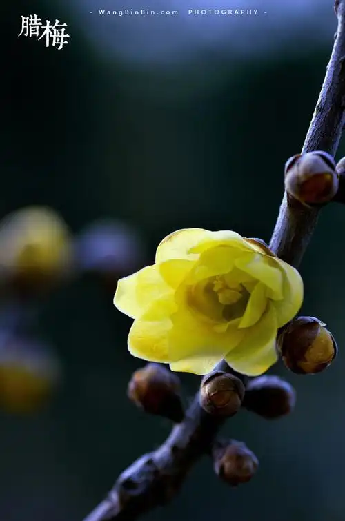 腊梅花开——开封龙亭公园