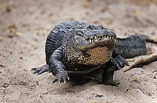 美国短吻鳄,鳄鱼