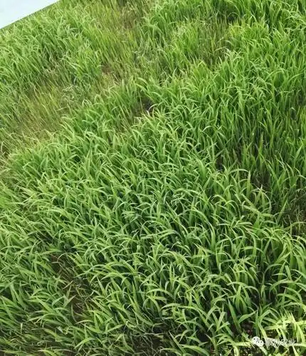 怎样控制水稻苗床立枯病青枯病的发生