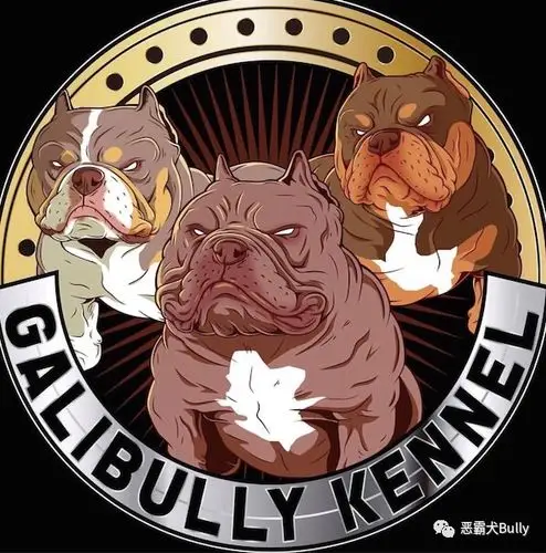 其它 美国恶霸犬 写美篇下载 美篇