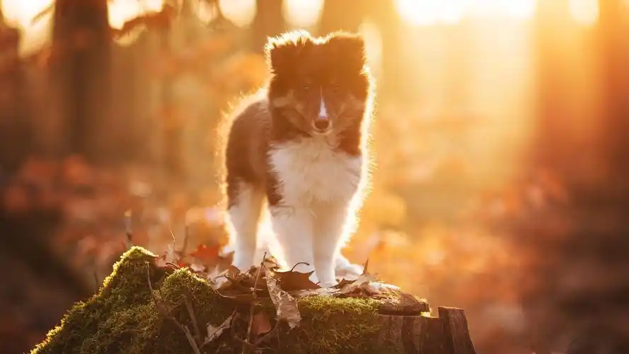 动物,狗,宠物,阳光,可爱的幼犬壁纸
