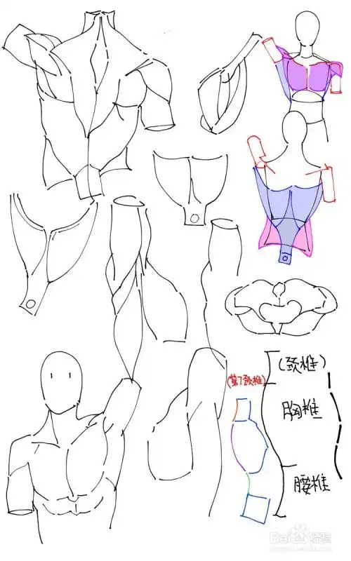 人体绘画中肩部(腋下)如何画?