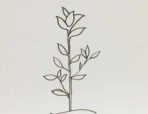 茶叶树简笔画怎么画 茶叶树简笔画儿童步骤教程