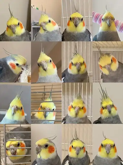 eagle众所周知原始灰是个毛很多的品种