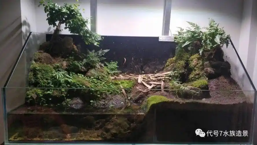 11米水陆龟缸翻缸前后你更喜欢哪个