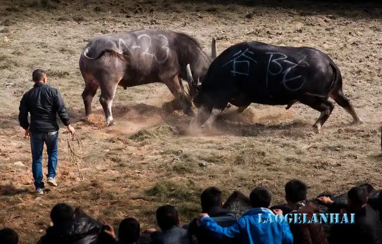 斗牛---苗族的传统风俗 - 老哥蓝海 - 老哥蓝海
