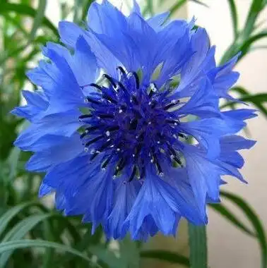 十月十五日生日花:香矢车菊(sweet sultan)