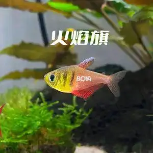 火焰鳍灯鱼旗鱼草缸稀有小型灯鱼观赏群游混养超红扯旗进口高端