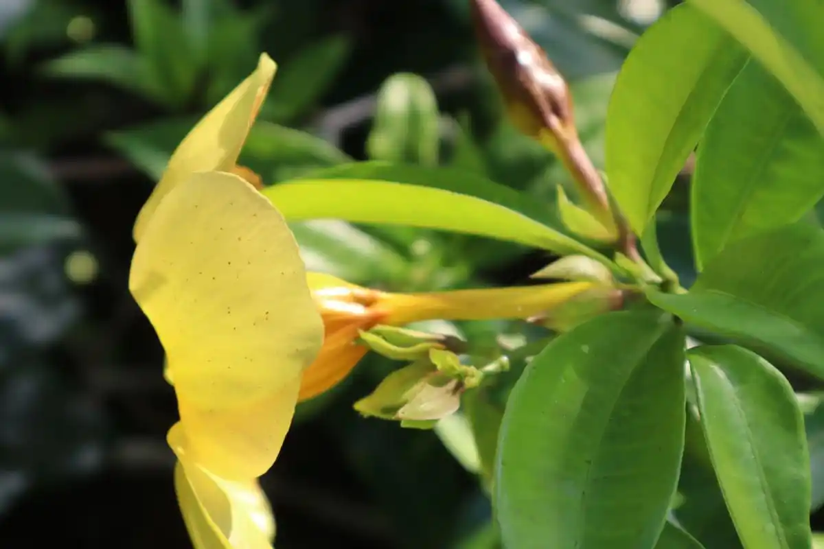 美丽金黄的黄蝉花