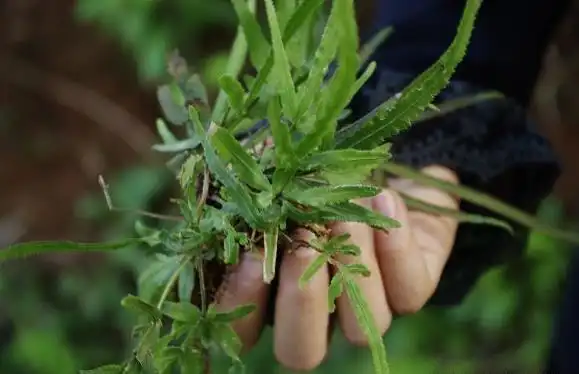 叶凤凰尾巴草 (《浙江天目山药植志》)【科目来源】蹄盖蕨科植物