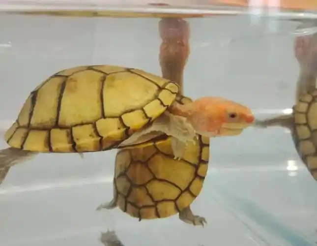 有人评估红面蛋龟还能火,此时抄底正好_价格_什么_品种