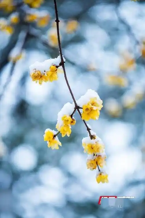 冬日邵阳 | 雪中的腊梅