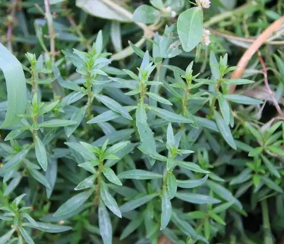 i>ammannia arenaria /i> kunth)是千屈菜科,水苋菜属 a href="#"