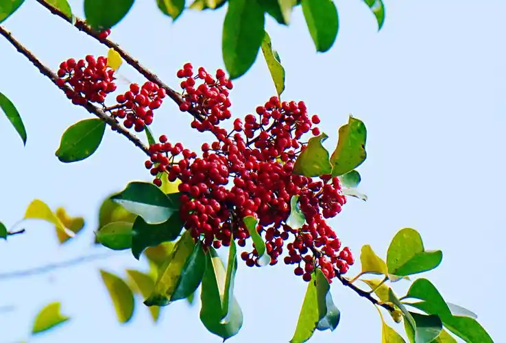 灿灿如火铁冬青首发