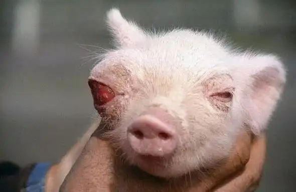 日本福岛核污水倒入太平洋后会怎样?受过核辐射后的生物有话要说