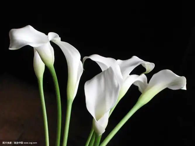 海芋花的花语是什么