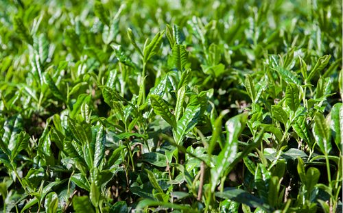 定制武夷山大红袍茶叶礼盒装送礼肉桂岩茶乌龙茶茶叶