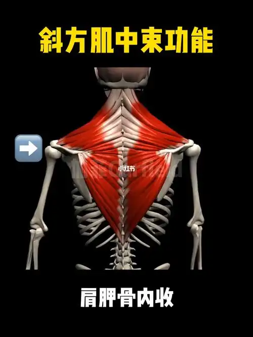 斜方肌中束功能肩胛骨内收
