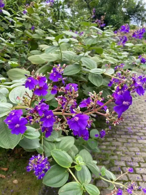 原来夏威夷果的花是紫色的