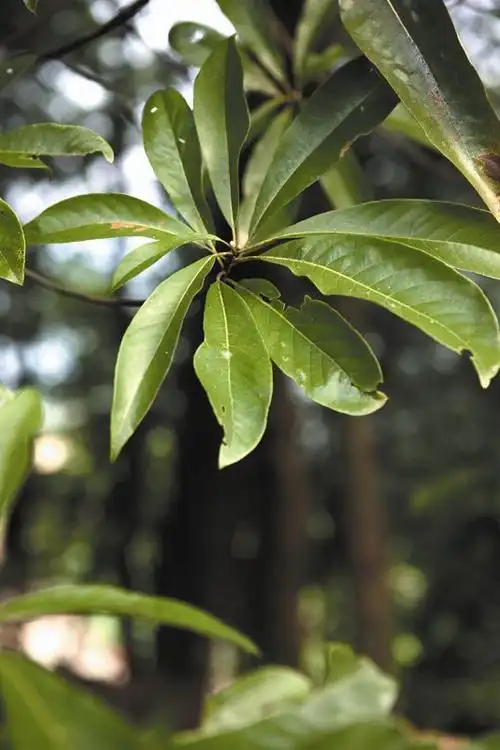 金丝楠木树叶图片