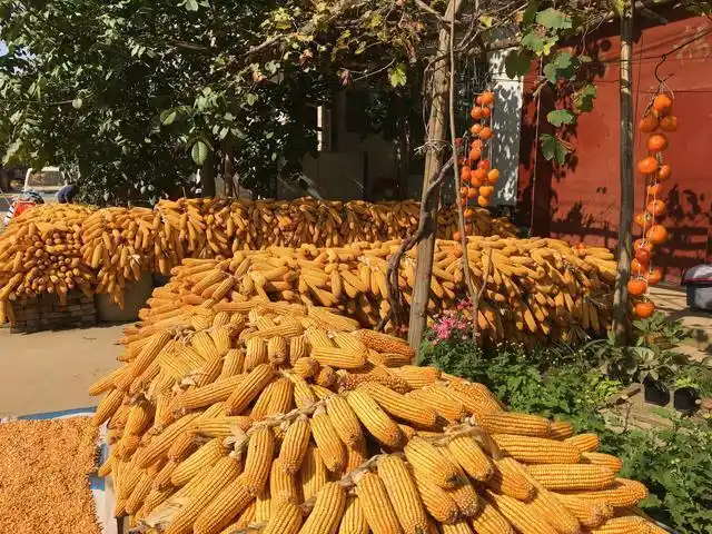 「丰收影像」陕西礼泉县:人间最美是金秋