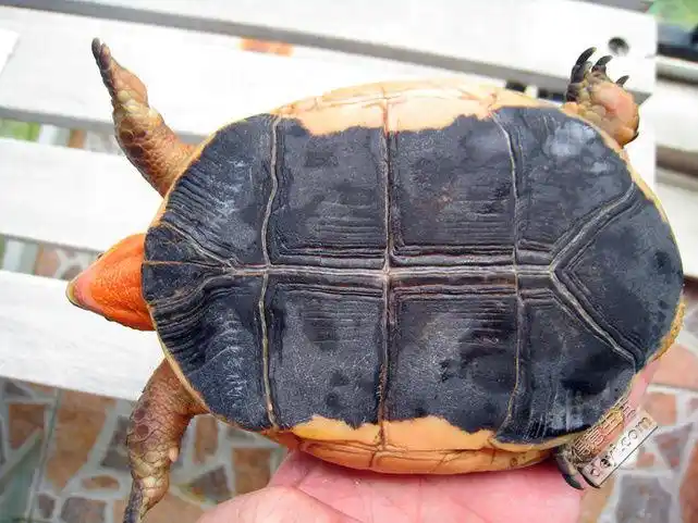 成年全品纯正安徽皖南精品——黄缘龟