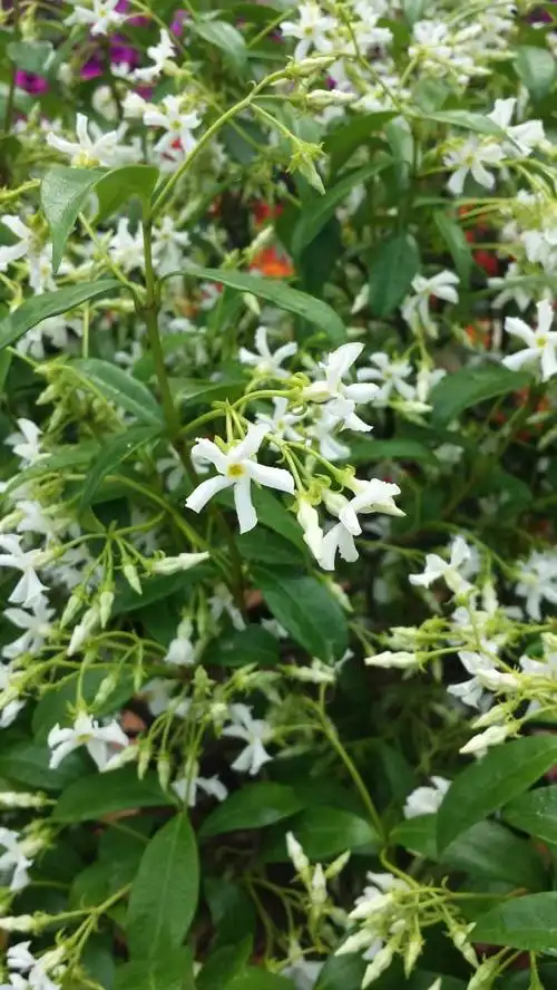 络石花图片络石图片络石植物图片