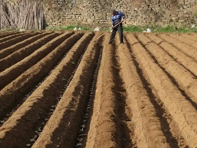 美食 柿子沟大姜 写美篇 想必大家都知道 郭庆刚这