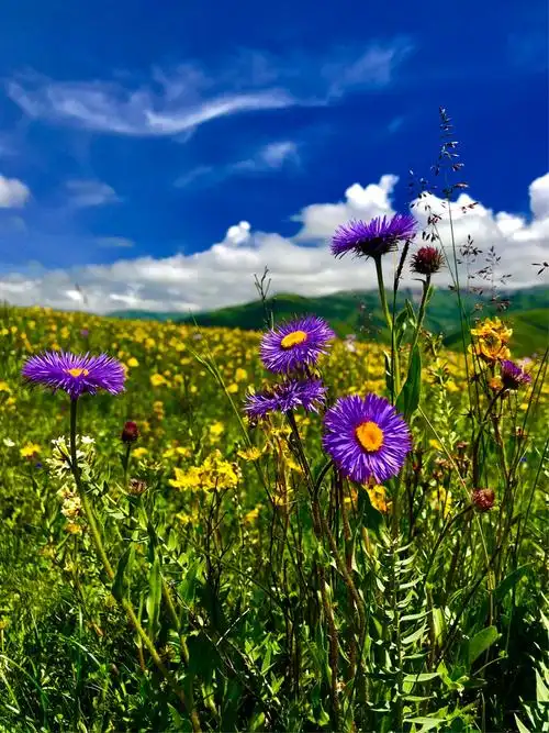 草原上的格桑花
