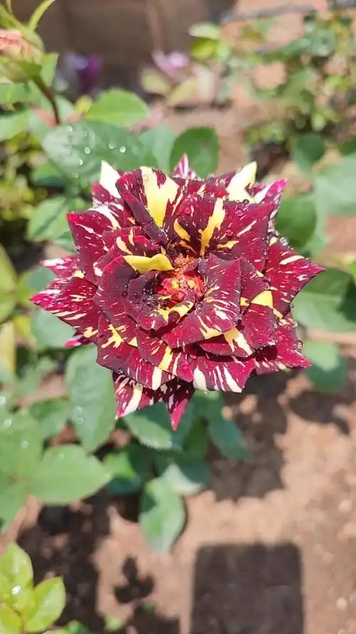 流星雨月季花95