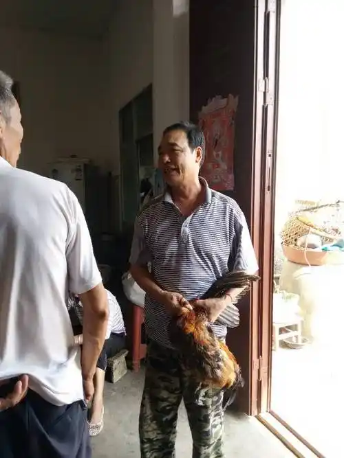 每次我回家,父亲就手忙脚乱的为我准备好吃的,这是父亲抓着鸡,准备杀