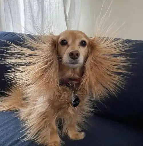 华元宠物我的妈呀你怎么静电成这副狗样了