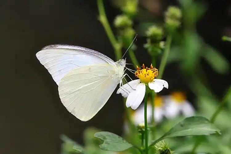 白翅尖粉蝶图片 白翅尖粉蝶蝴蝶图片