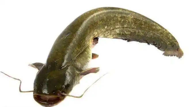 没有学名叫清江鱼的鱼那它到底是个啥标准答案在这里