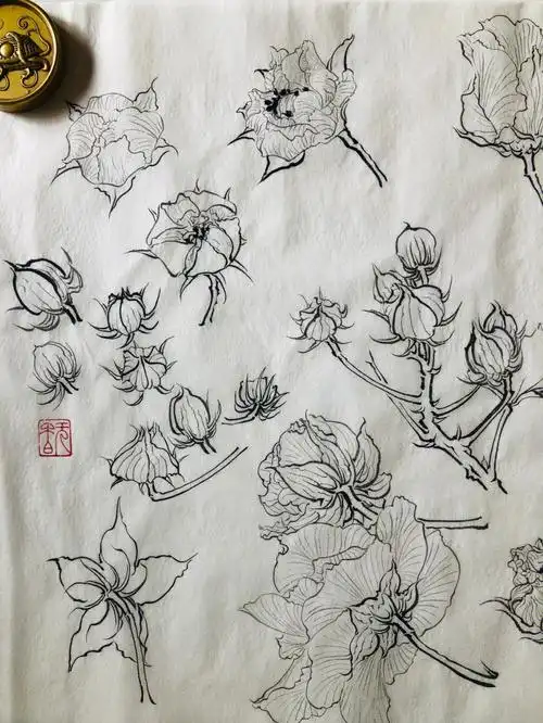 白描练习复瓣芙蓉