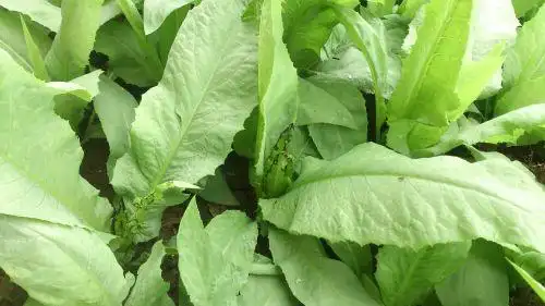 这大叶苦麦菜是什么病,该用什么农药,高手来帮帮忙呀