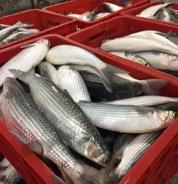 [乌头鱼批发]乌头鱼价格14.00元/公斤 - 一亩田