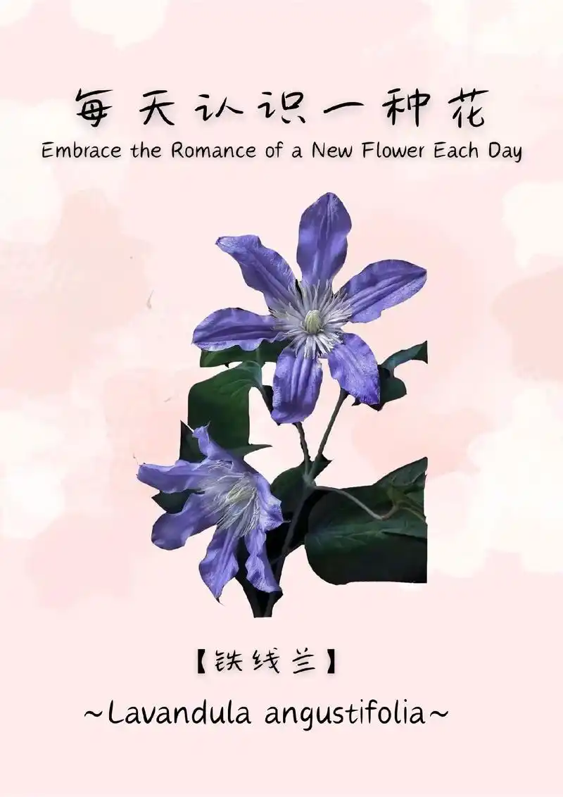 每日一花|铁线莲:高洁灵魂的培养.93 【花语】 高洁,美丽 - 抖音